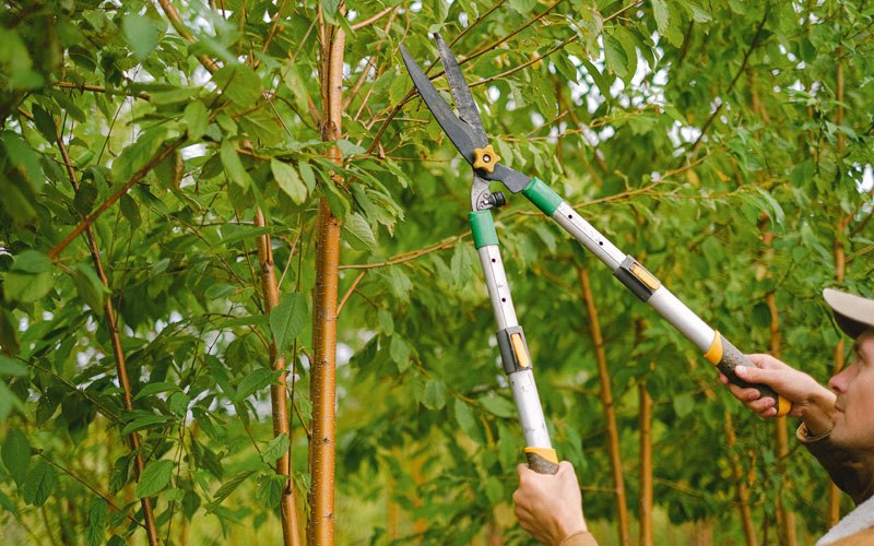 Tree trimming in Kobuk, AK
